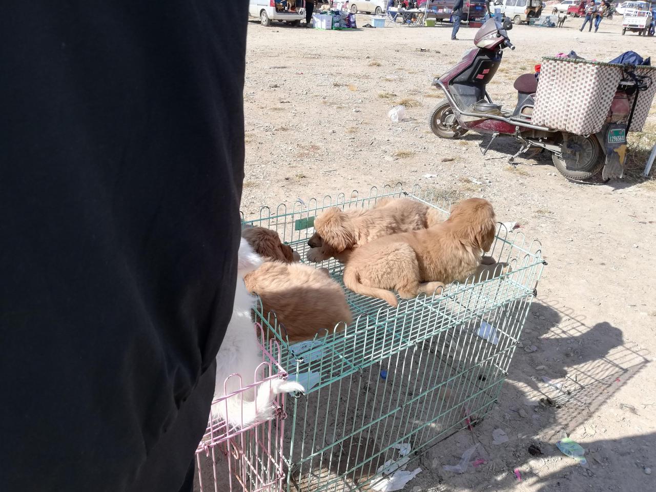 金毛犬多少钱一只幼崽（商贩开出价位800元一只）