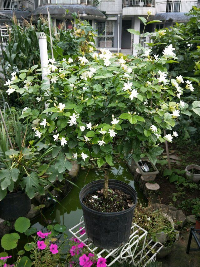 茉莉花怎么养(我很喜欢茉莉花，就是养不好，茉莉花应该怎样才能养好)