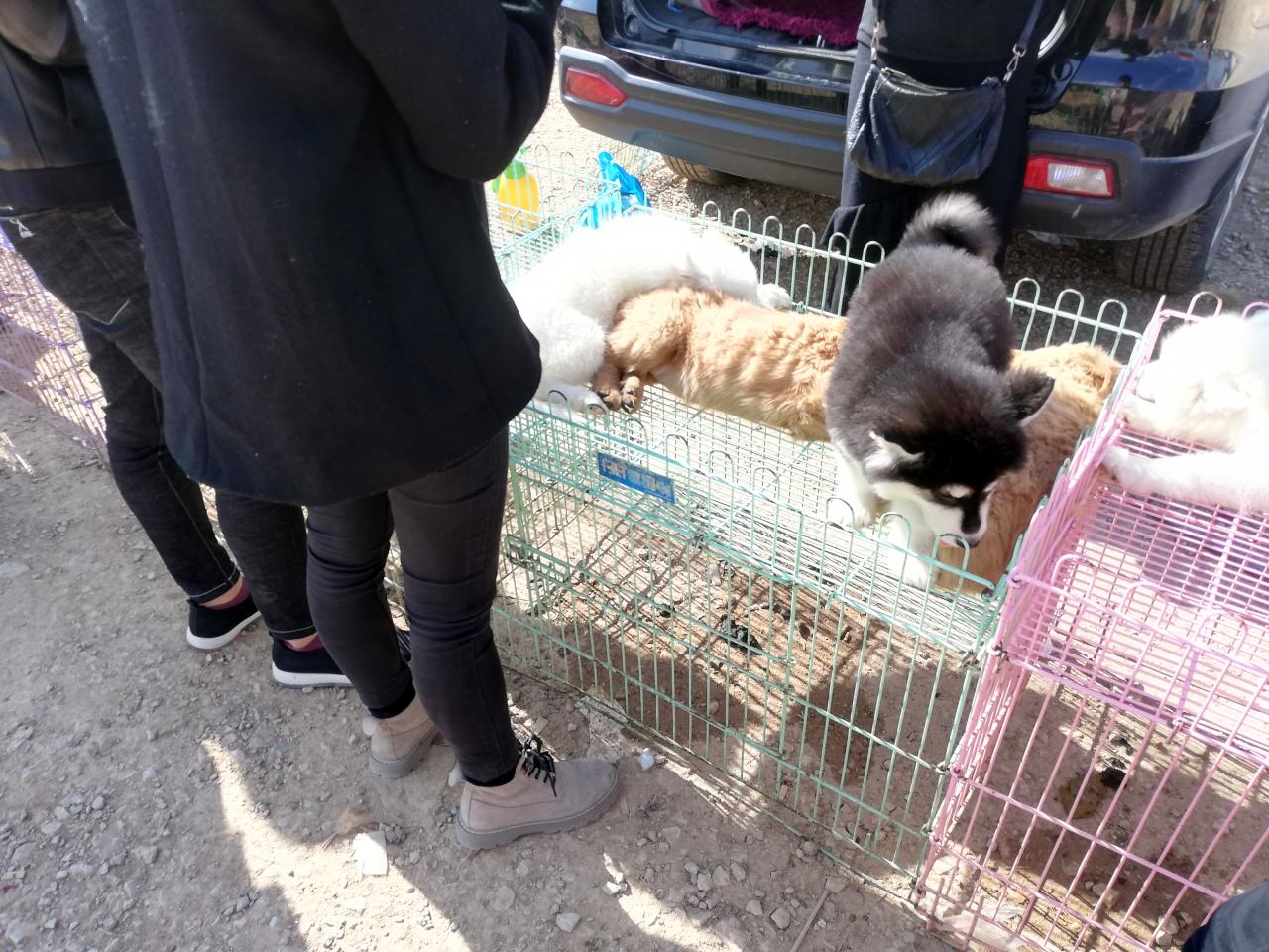 金毛犬多少钱一只幼崽(商贩开出价位800元一只) 金毛犬多少钱一只幼崽(商贩开出价位800元一只)