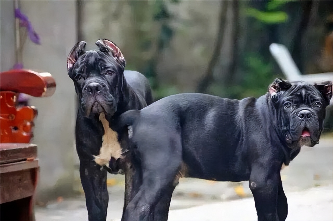 适合家养的霸气巨型犬(家庭适合养什么中大型犬)