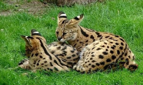 世界名猫排行榜前十