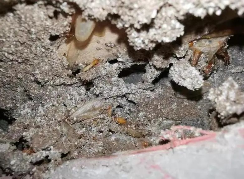 白蚁防治方法(5 跪求杀死白蚁的方法、可以抑制白蚁继续吃树的办法也行)