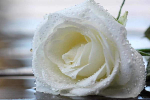 11朵玫瑰代表什么意思（来看不同颜色玫瑰的寓意）