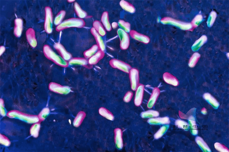 女性吃寿司高烧三周，导致器官衰竭！因为这种细菌被感染了