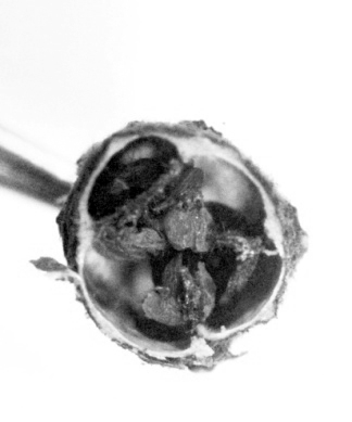 绣球花的育种方法及注意事项(教你如何育种)