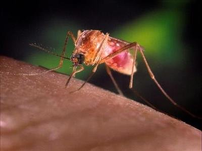 世界十大病毒排行榜