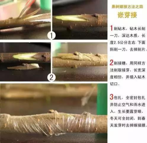 如何嫁接猕猴桃(最好的嫁接方法) 如何嫁接猕猴桃(最好的嫁接方法)
