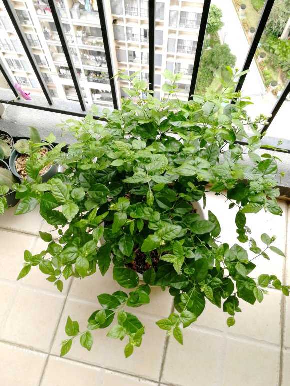 茉莉花怎么养(我很喜欢茉莉花，就是养不好，茉莉花应该怎样才能养好)