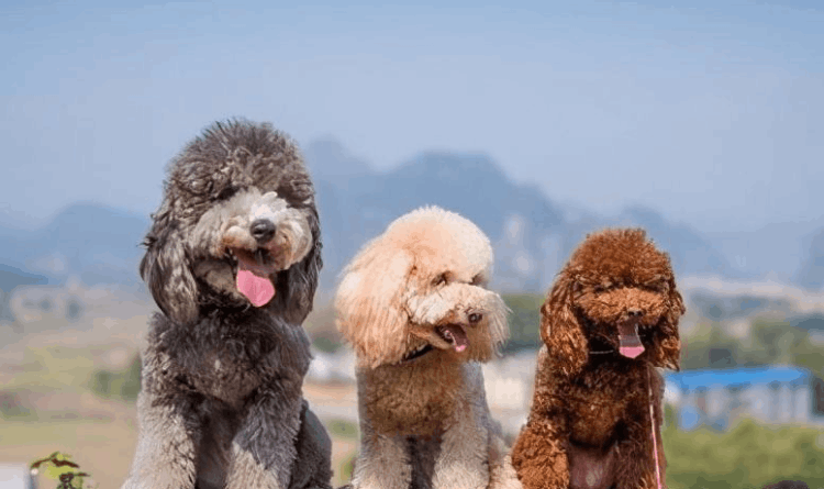 泰迪狗多少钱一只，1000元左右可购买普通泰迪犬（灰色最贵）