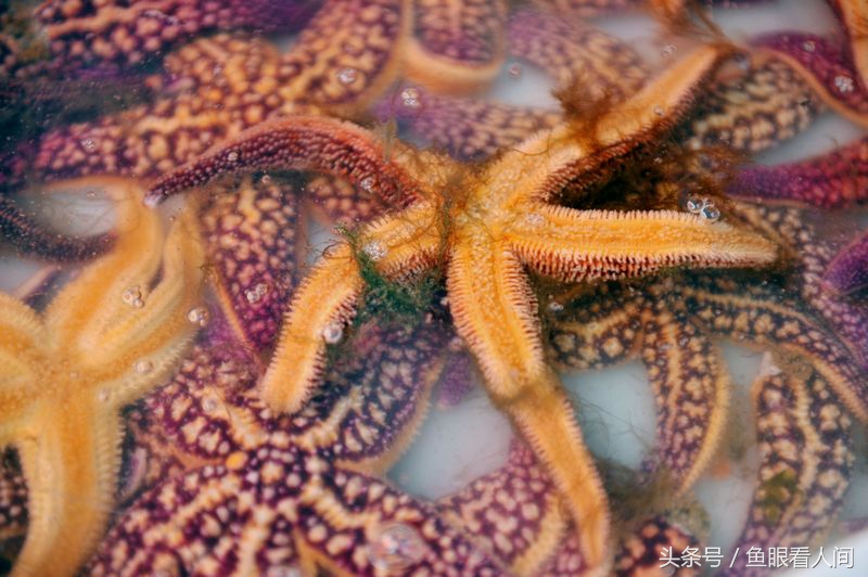 海星有毒吗