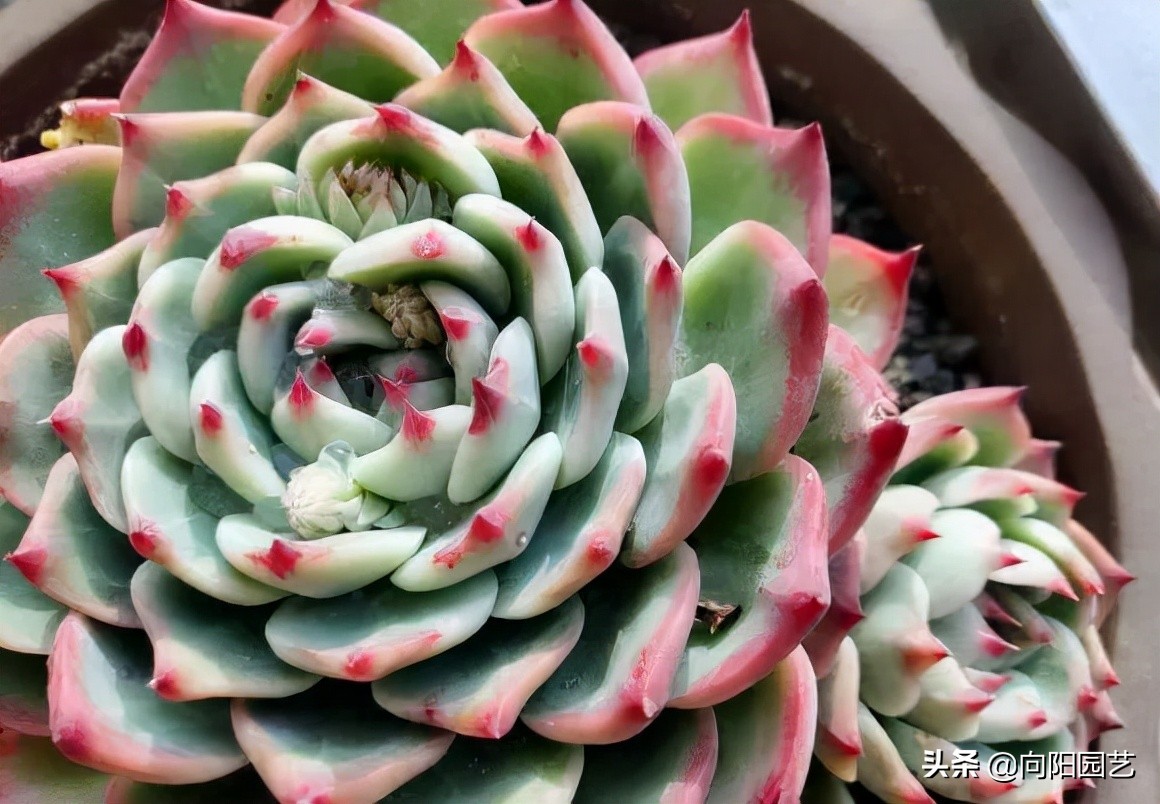 如何植物怎么养?多肉植物，十大养护技巧