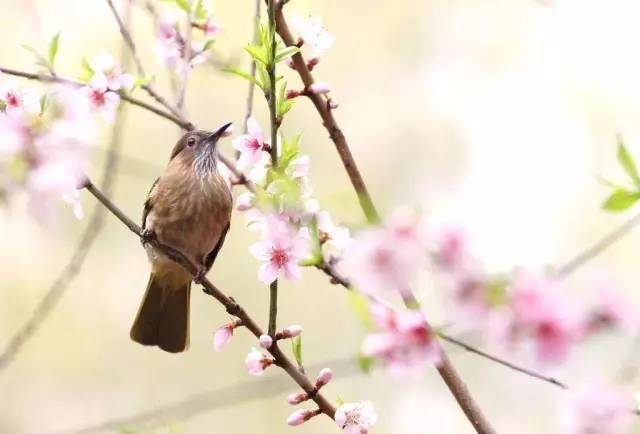 花落知多少是哪首诗(“春眠不觉晓处处闻啼鸟夜来风雨声花落知多少”是什么意思)