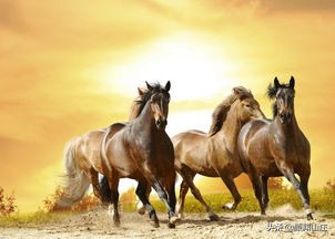 马的古诗有哪些(马的古诗)