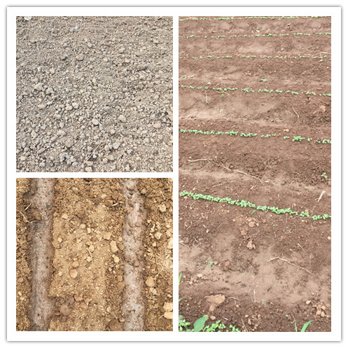 蔬菜种植方法(如何种植蔬菜)