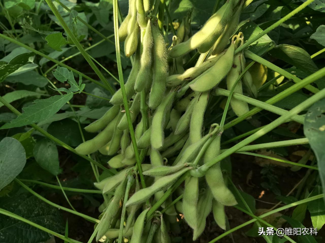 合农95大豆种子简介(合农69大豆种子简介)