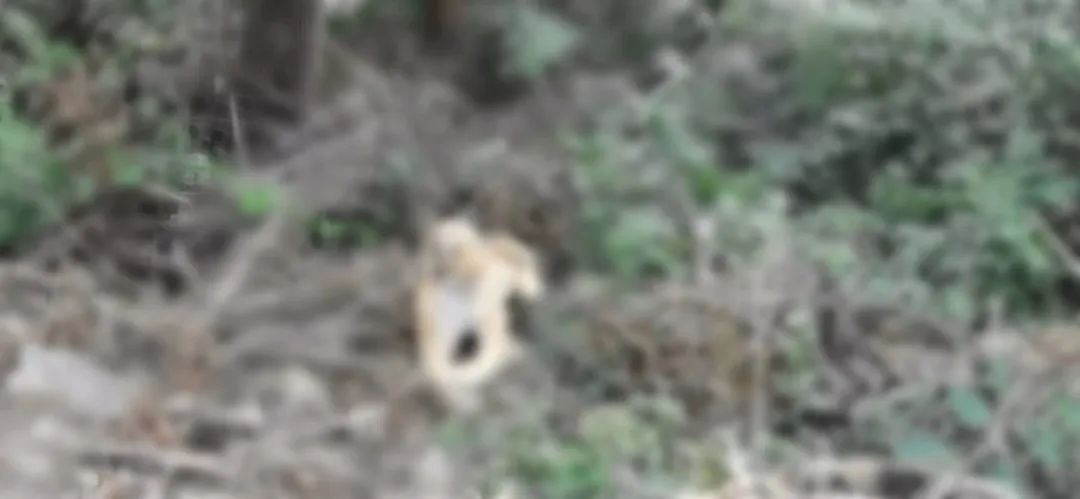 杭州一村民报警称树林里有“老虎”