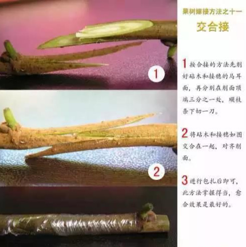 如何嫁接猕猴桃(最好的嫁接方法) 如何嫁接猕猴桃(最好的嫁接方法)