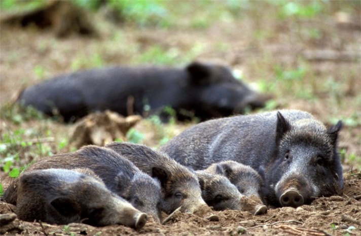 河南野猪泛滥，现在终于可以下狠手清除了