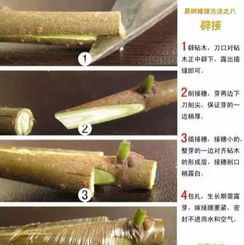 如何嫁接猕猴桃(最好的嫁接方法) 如何嫁接猕猴桃(最好的嫁接方法)