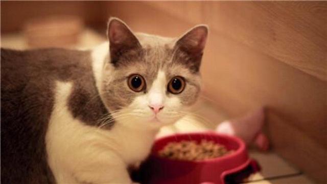 世界名猫排行榜前十