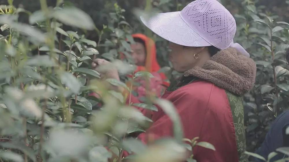 碧螺春产于哪里(为什么说只有苏州洞庭碧螺春才是最正宗的碧螺春)