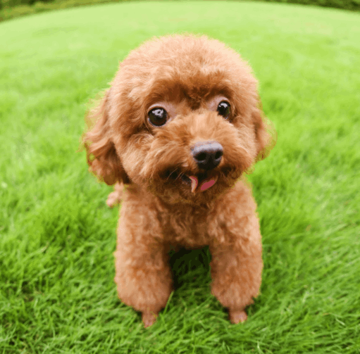 泰迪狗多少钱一只，1000元左右可购买普通泰迪犬（灰色最贵）