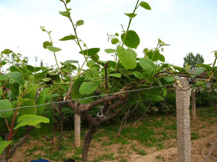 如何嫁接猕猴桃(最好的嫁接方法) 如何嫁接猕猴桃(最好的嫁接方法)