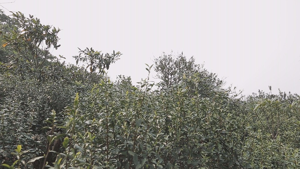 碧螺春产于哪里(为什么说只有苏州洞庭碧螺春才是最正宗的碧螺春)