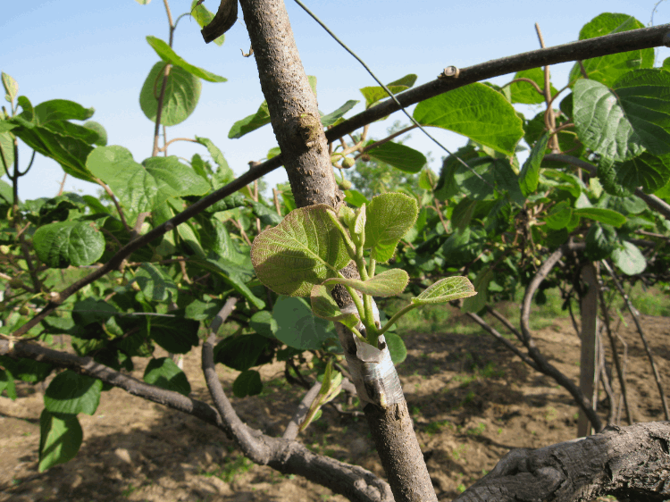 如何嫁接猕猴桃(最好的嫁接方法) 如何嫁接猕猴桃(最好的嫁接方法)