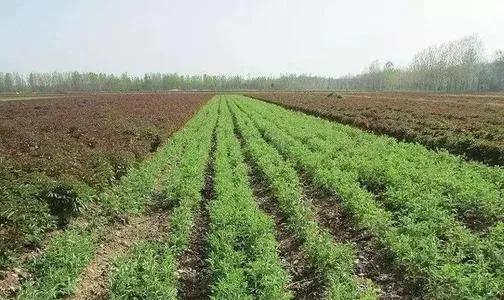 苍术的养殖方法(苍术的种植方法和技术) 苍术的养殖方法(苍术的种植方法和技术)