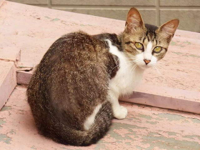 世界名猫排行榜前十