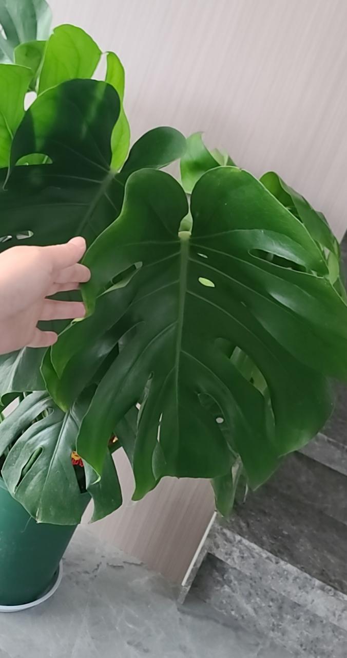 客厅养这三种花最合适(客厅放什么花好看又旺)