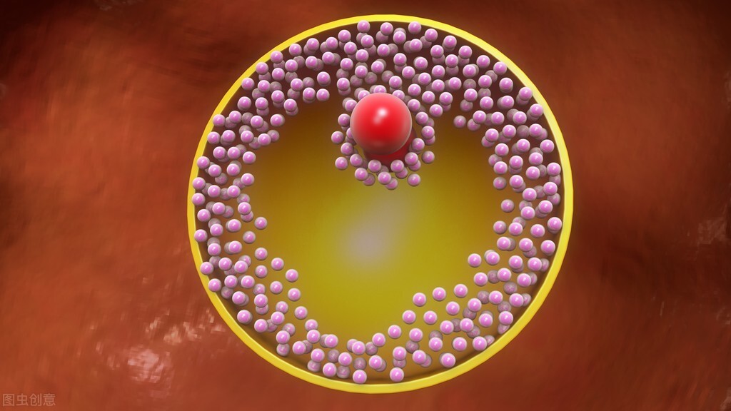 卵泡要长到多大才成熟排出(测卵泡千万不要做阴超) 卵泡要长到多大才成熟排出(测卵泡千万不要做阴超)