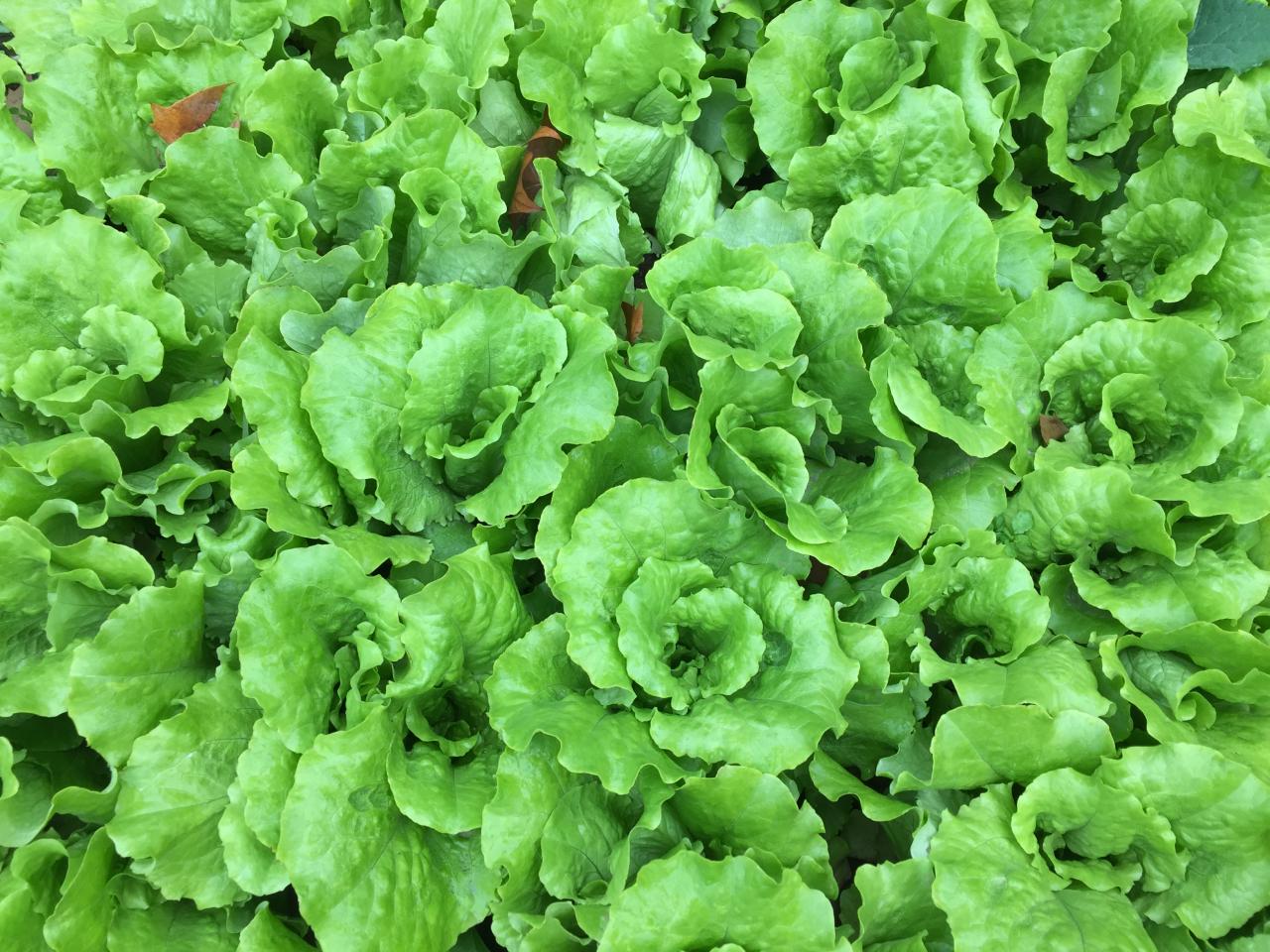 蔬菜种植方法(如何种植蔬菜)