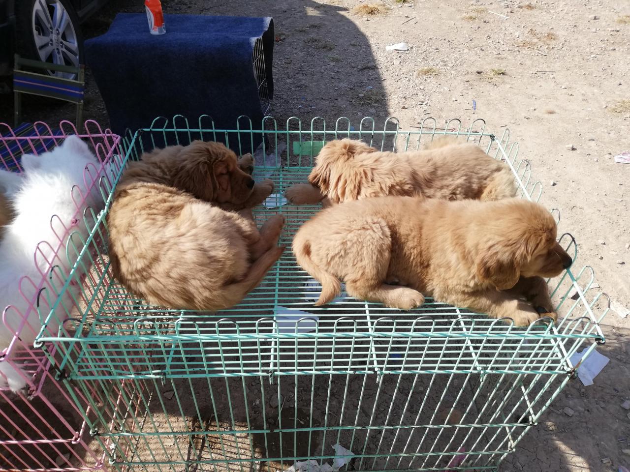 金毛犬多少钱一只幼崽(商贩开出价位800元一只) 金毛犬多少钱一只幼崽(商贩开出价位800元一只)