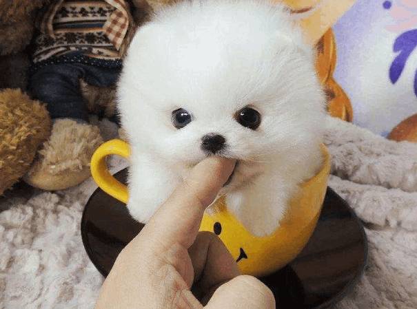 茶杯犬多少钱一只(茶杯犬好养吗？大概多少钱？养茶杯犬需要注意什么)