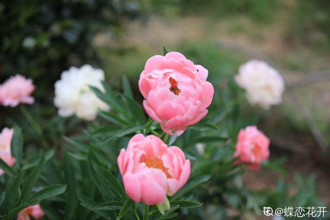 蜂鸟鹰蛾如何养才长得好