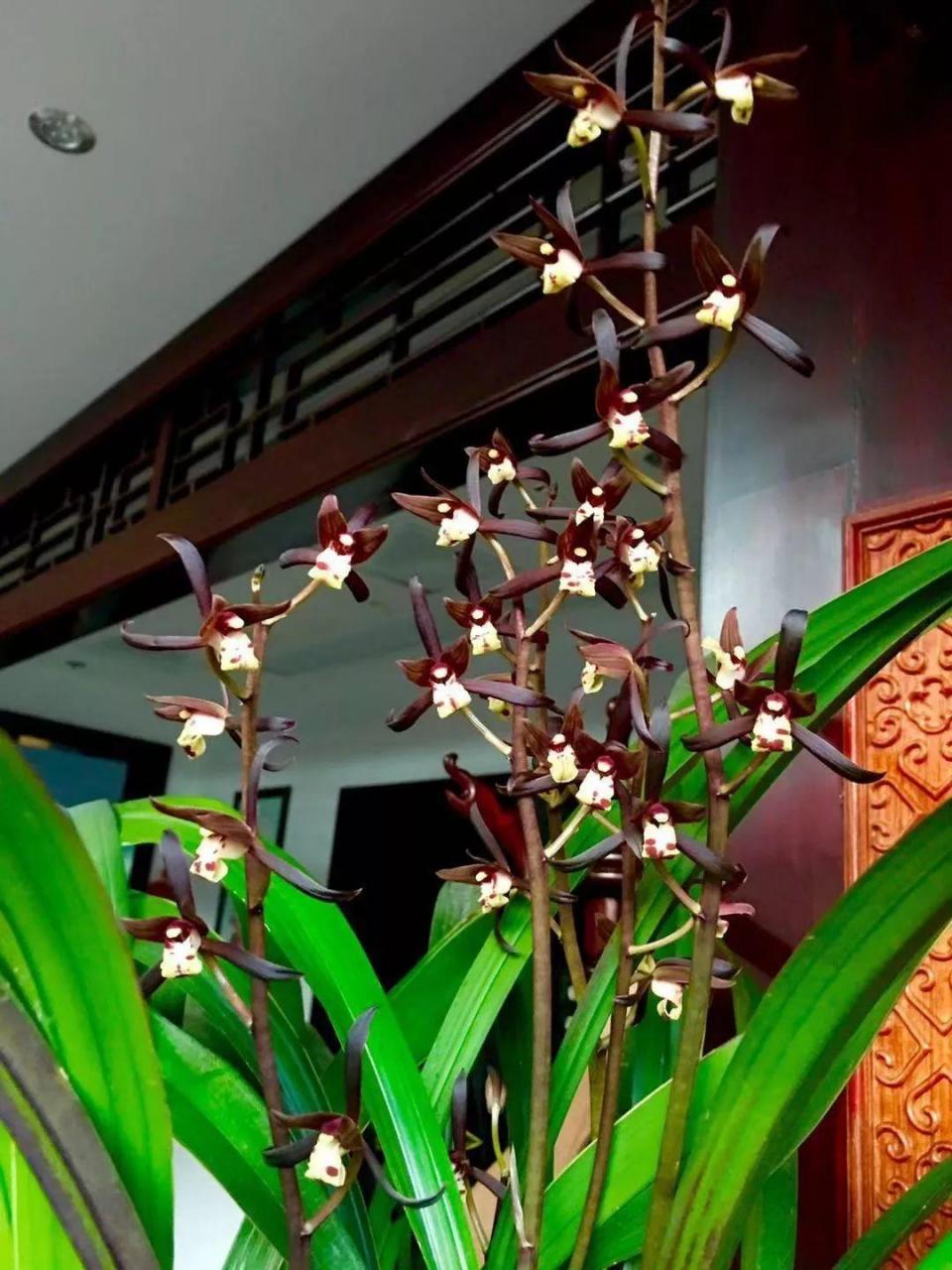 蜂鸟鹰蛾如何养才长得好