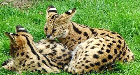 世界上最贵的猫前十名