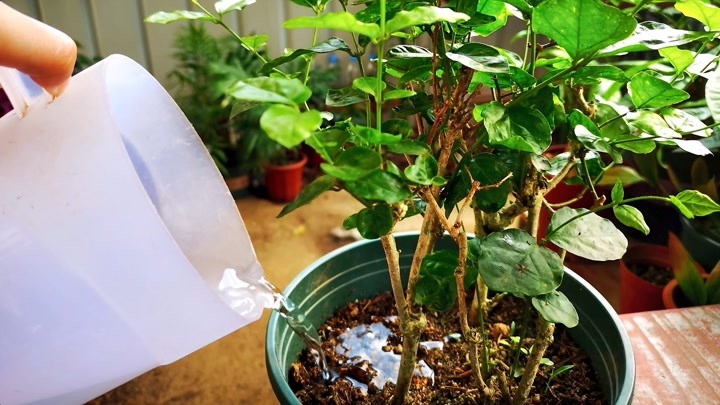 茉莉花怎么养(我很喜欢茉莉花，就是养不好，茉莉花应该怎样才能养好)