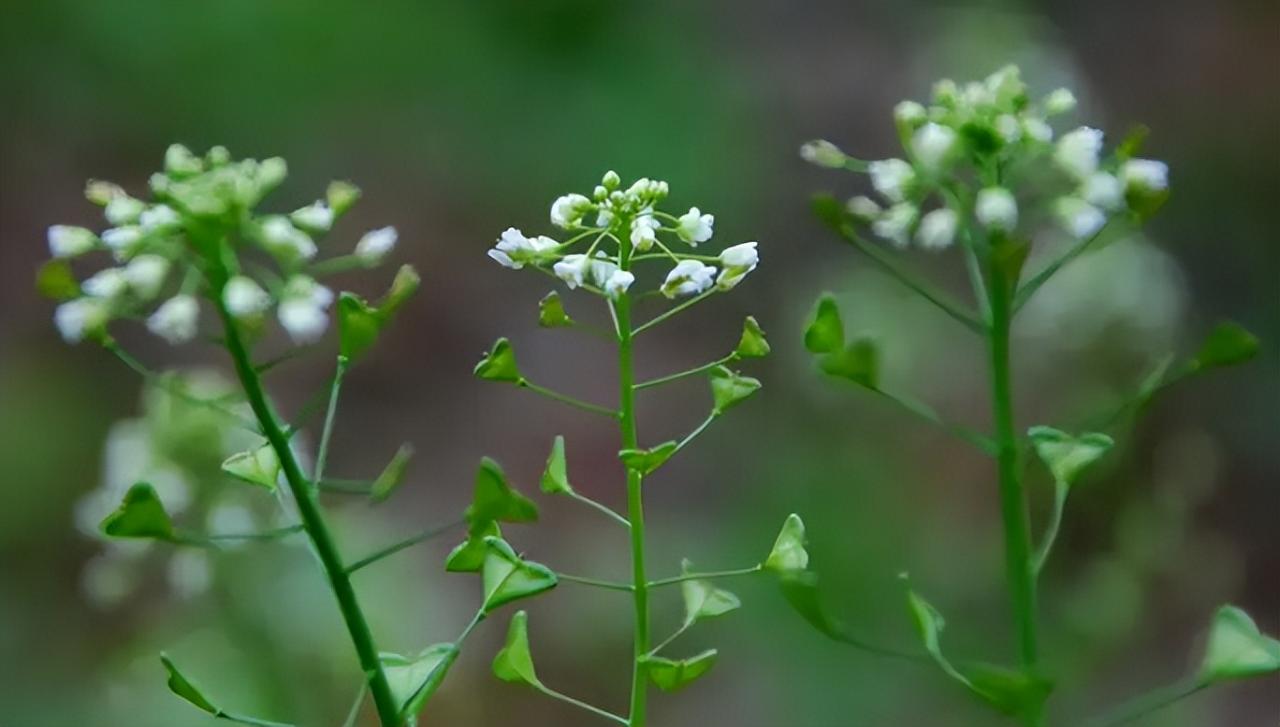 荠菜图片欣赏(荠菜荠菜图片)