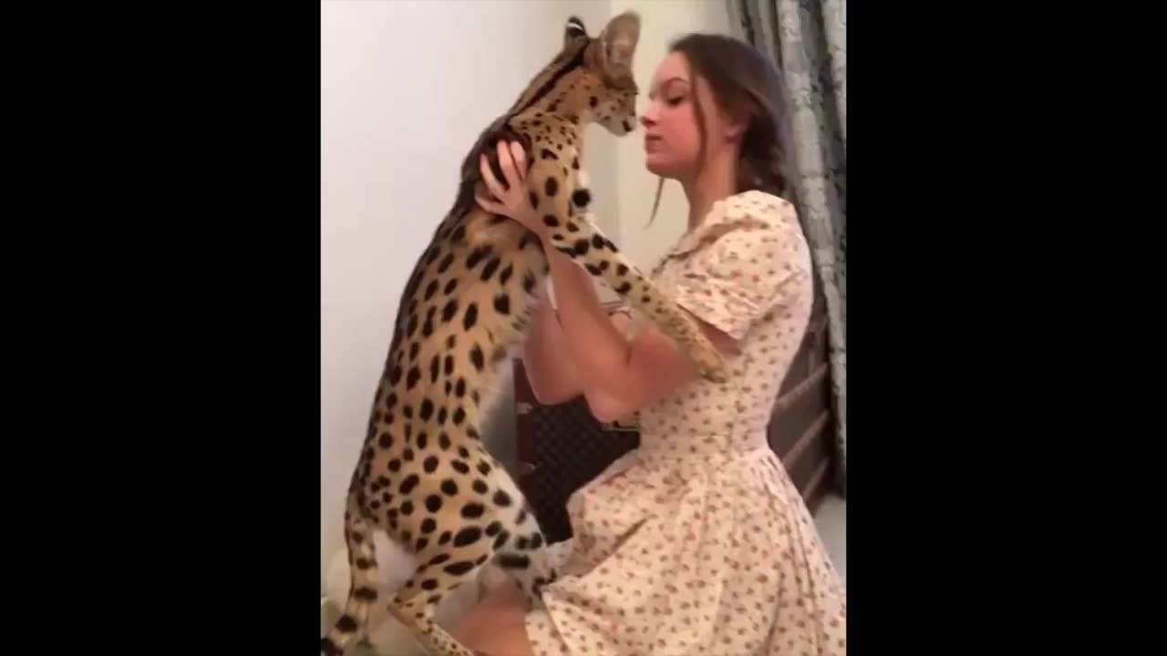 世界上最贵的猫前十名