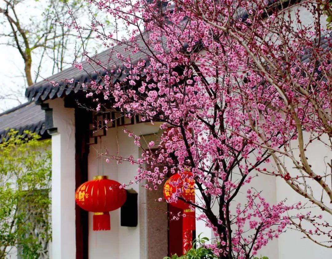 蜂鸟鹰蛾如何养才长得好