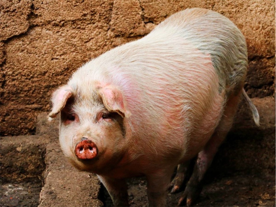 世界上什么动物最聪明(十大最聪明的动物排名)