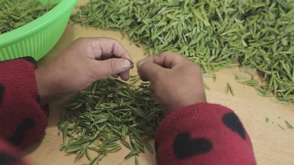 碧螺春产于哪里(为什么说只有苏州洞庭碧螺春才是最正宗的碧螺春)