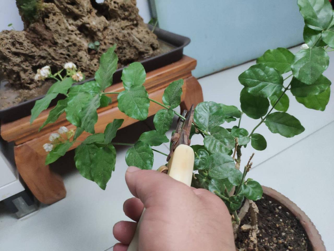 茉莉花怎么养(我很喜欢茉莉花，就是养不好，茉莉花应该怎样才能养好)