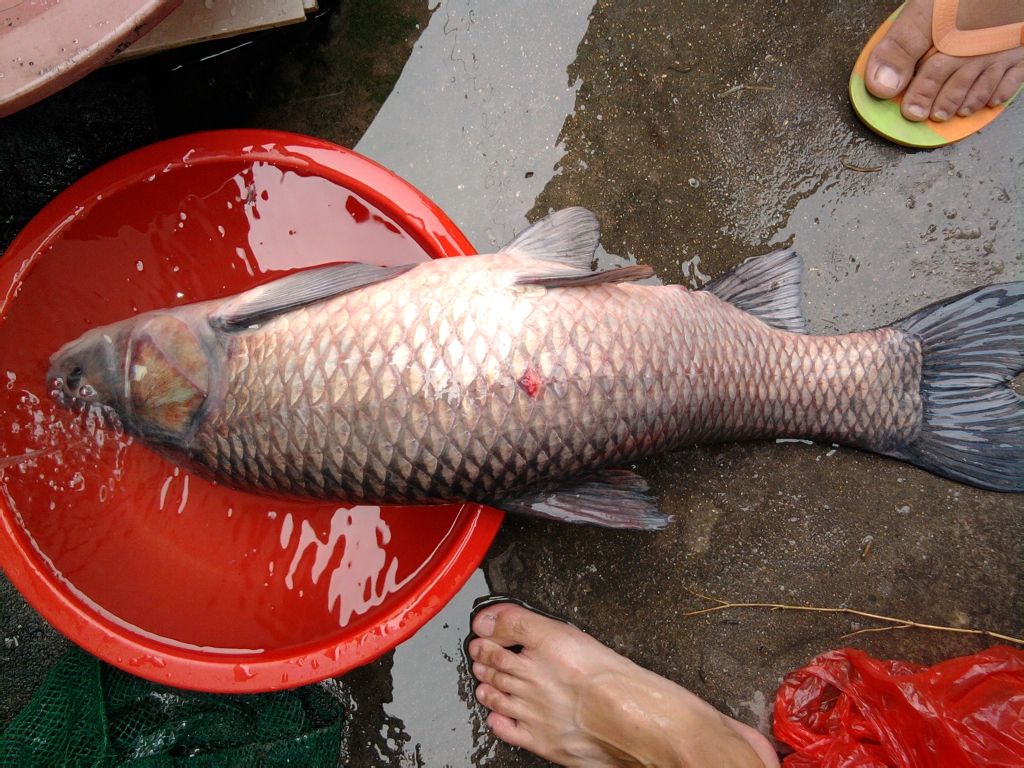 青鱼是什么鱼(野生青鱼最大能长多少斤？100斤的青鱼要生长多少年)