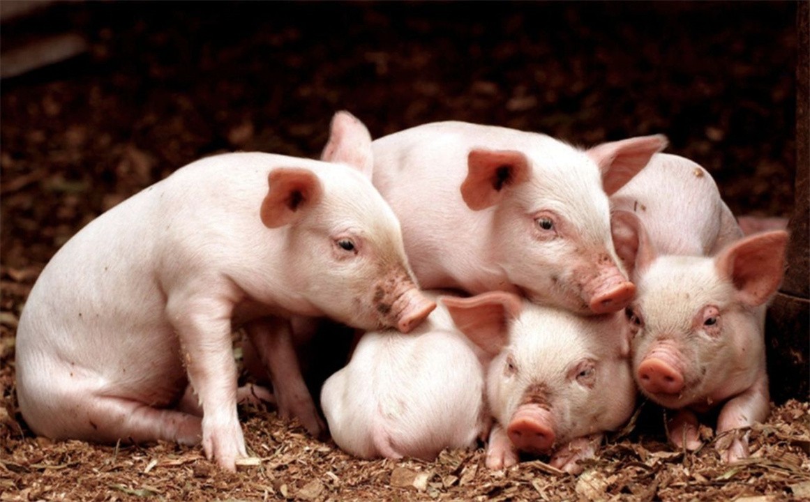 世界上什么动物最聪明(十大最聪明的动物排名)