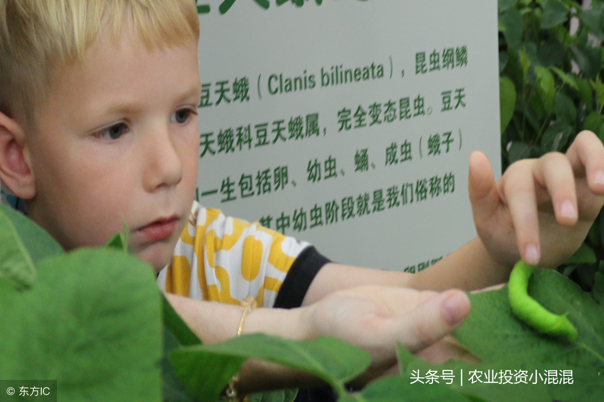 豆丹现在什么价格(养豆丹一亩地投资多少钱)