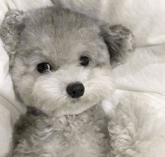 泰迪狗多少钱一只，1000元左右可购买普通泰迪犬（灰色最贵）